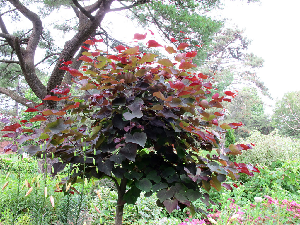 kloof speling Hoe 5 bomen met de mooiste herfstkleuren | Homedeal Blog