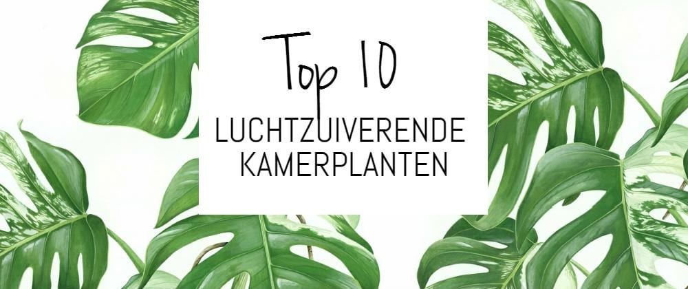 Bekend browser Beperken Top 10 luchtzuiverende kamerplanten - Homedeal NL