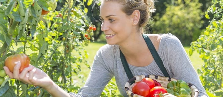 DIY Een eetbare tuin aanleggen Homedeal