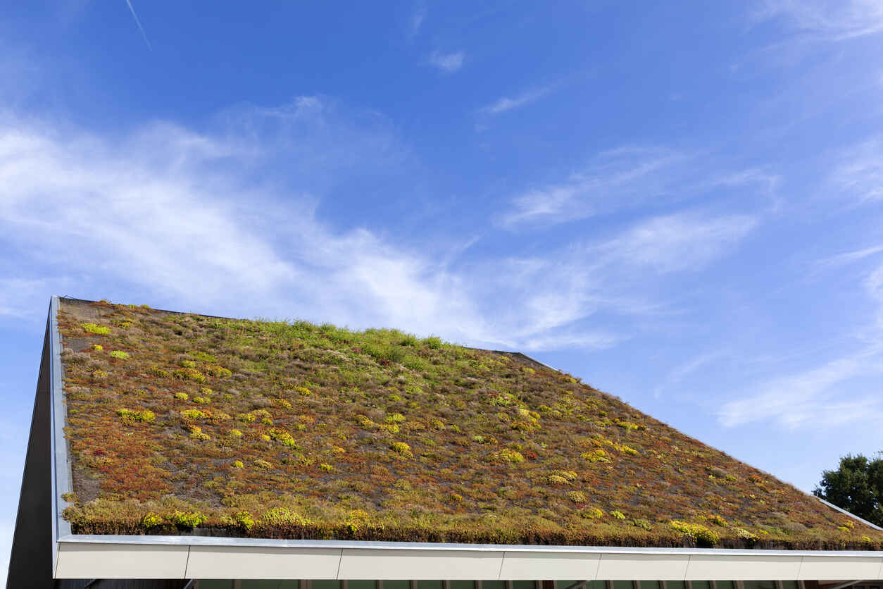 Onderhoud sedum dak in Nederland